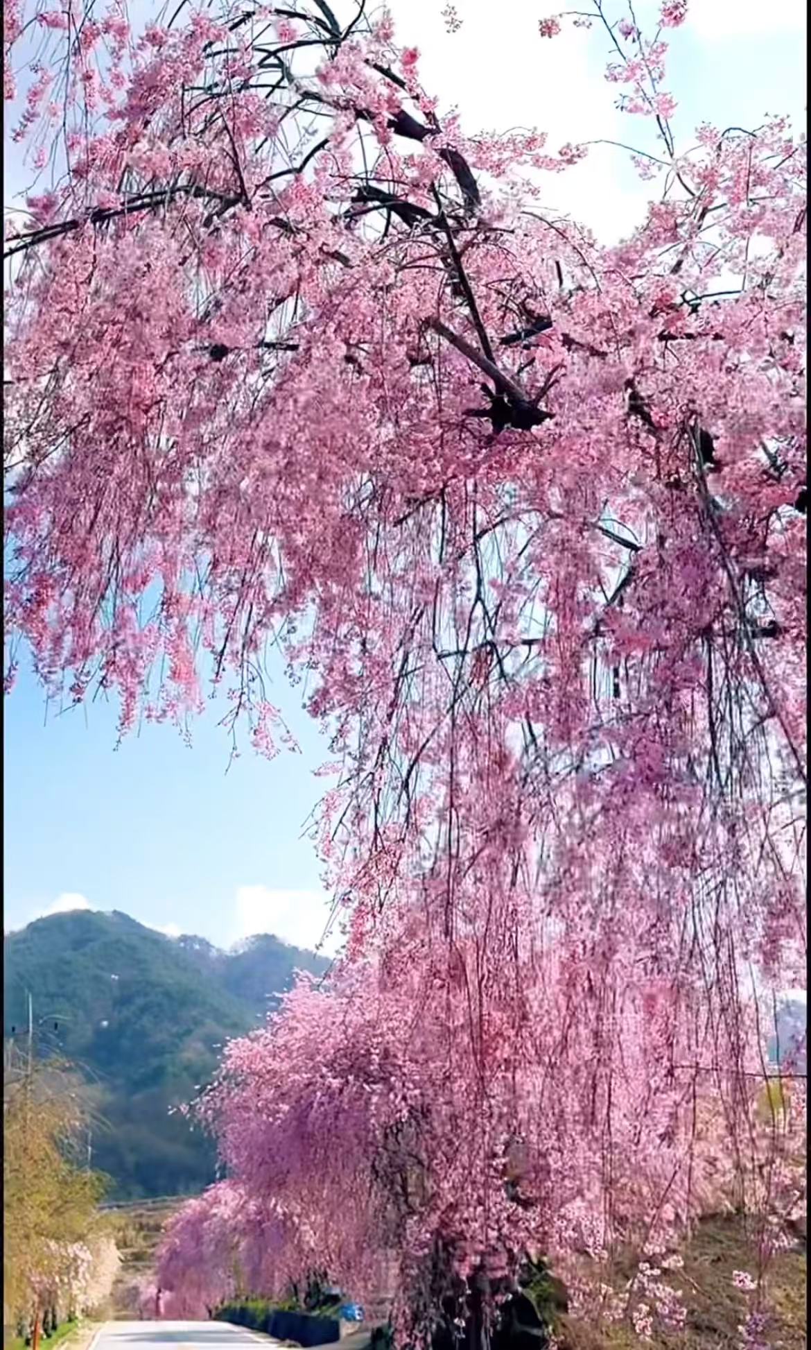 올봄 SNS 난리 난 거창 병곡마을 외 전국 벚꽃 명소 BEST 7 관련사진