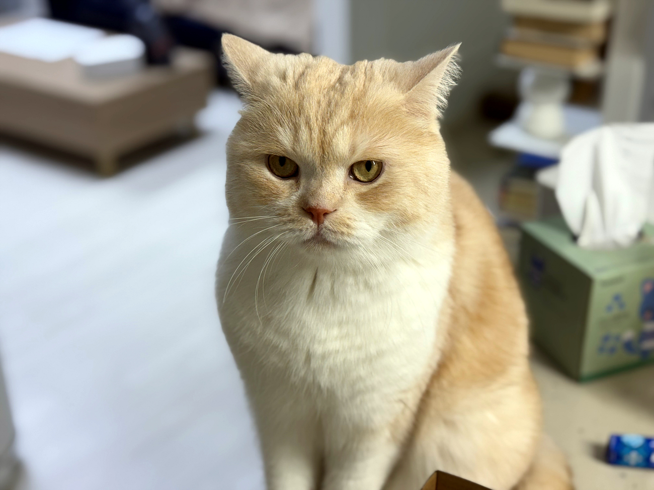 울란지 VL49 카메라 조명