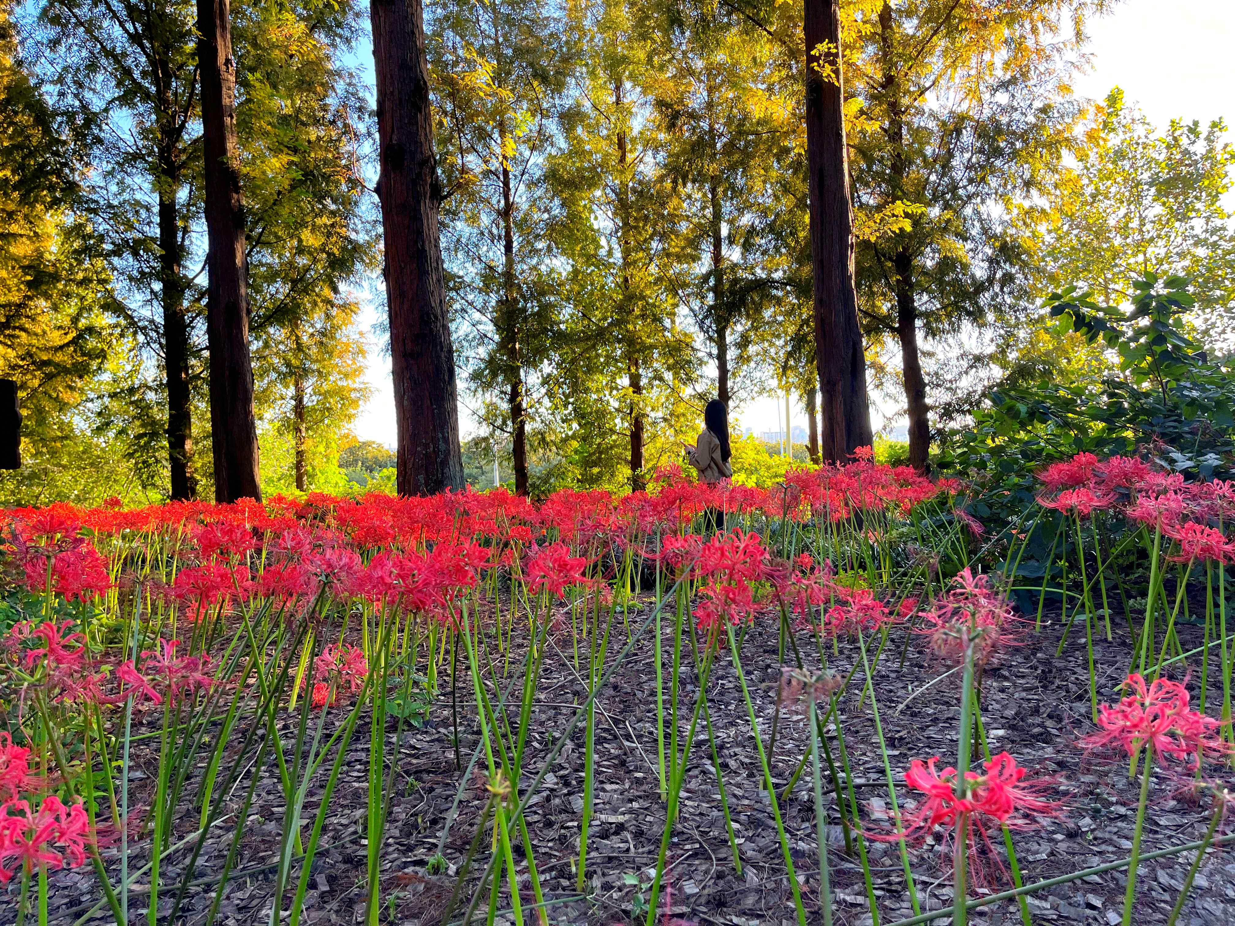 하늘공원 메타세쿼이아길 꽃무릇 시인의 거리