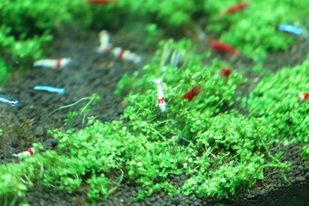 열대어 말고 민물 새우 어때? 인기 종과 필수 사육 조건