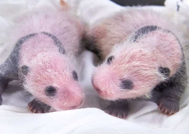 에버랜드 푸바오 쌍둥이 동생 이름 공모 신청! 에버랜드 이름 공모 에버랜드 SNS 네이버 주토피아 카페 댓글 응모 가능 응모 방법