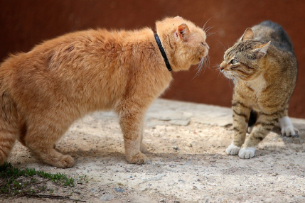 싸우기 직전의 고양이들.