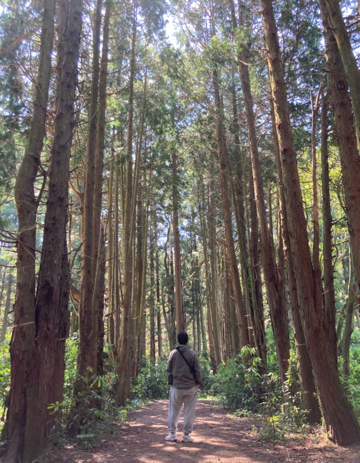 제주 비밀의숲