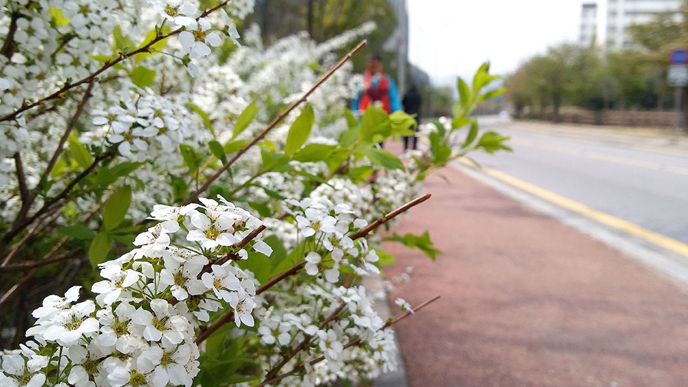 서울둘레길 3코스 고덕산&middot;일자산 조팝나무