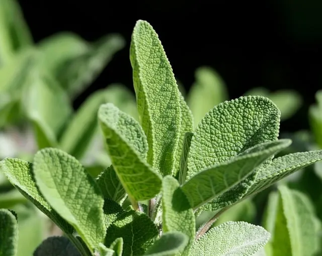 약용식물 동충하초 자연의 신비 건강 효능과 활용_4