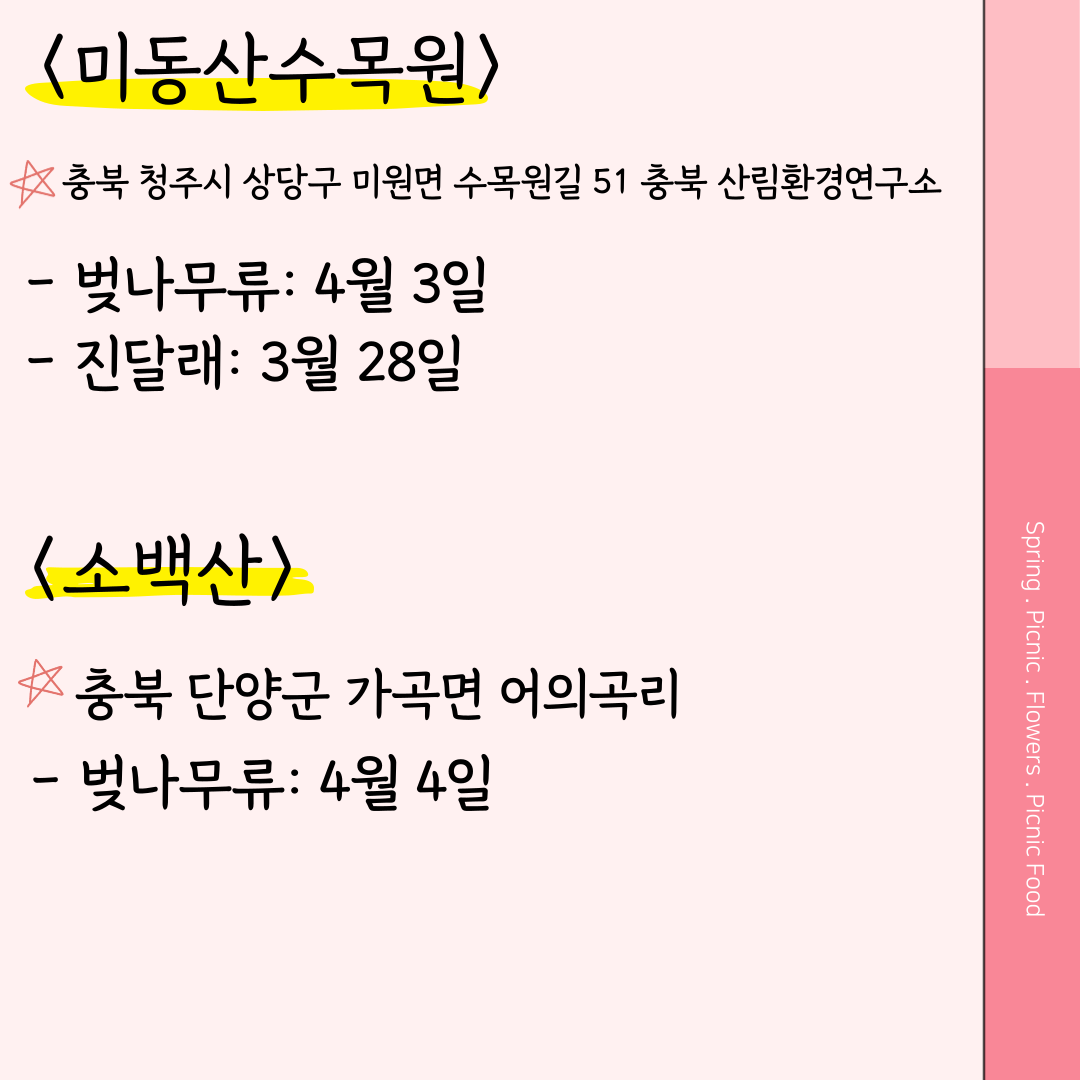 미동산수목원 벚꽃 개화시기 소백산 벚꽃 개화시기