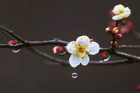 2023년 광양 매화 축제 실시간 CCTV 개화시기 주차장 숙박 정보