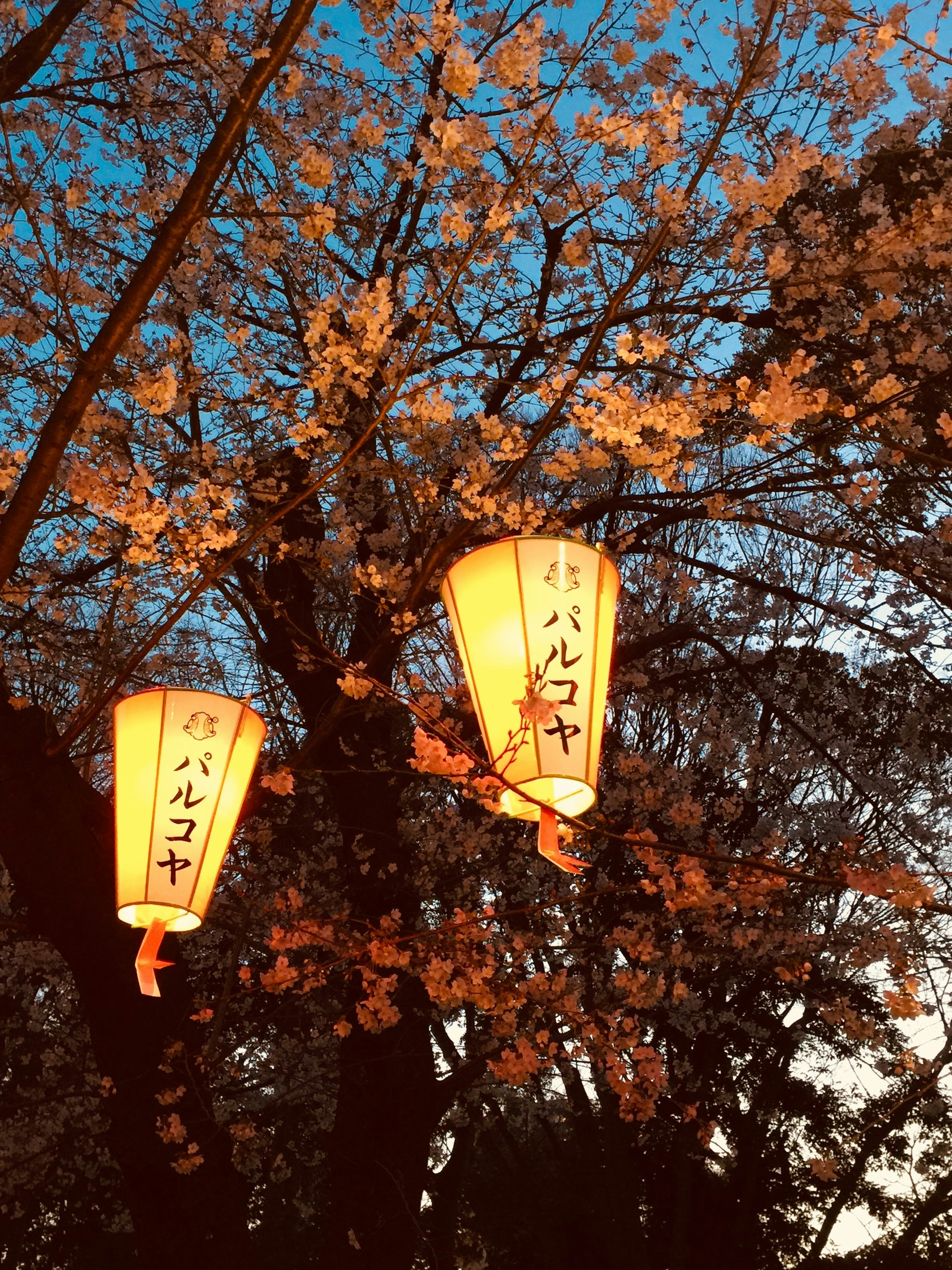 후쿠오카 벚꽃 개화 시기 및 명소 (+ 축제 장소)