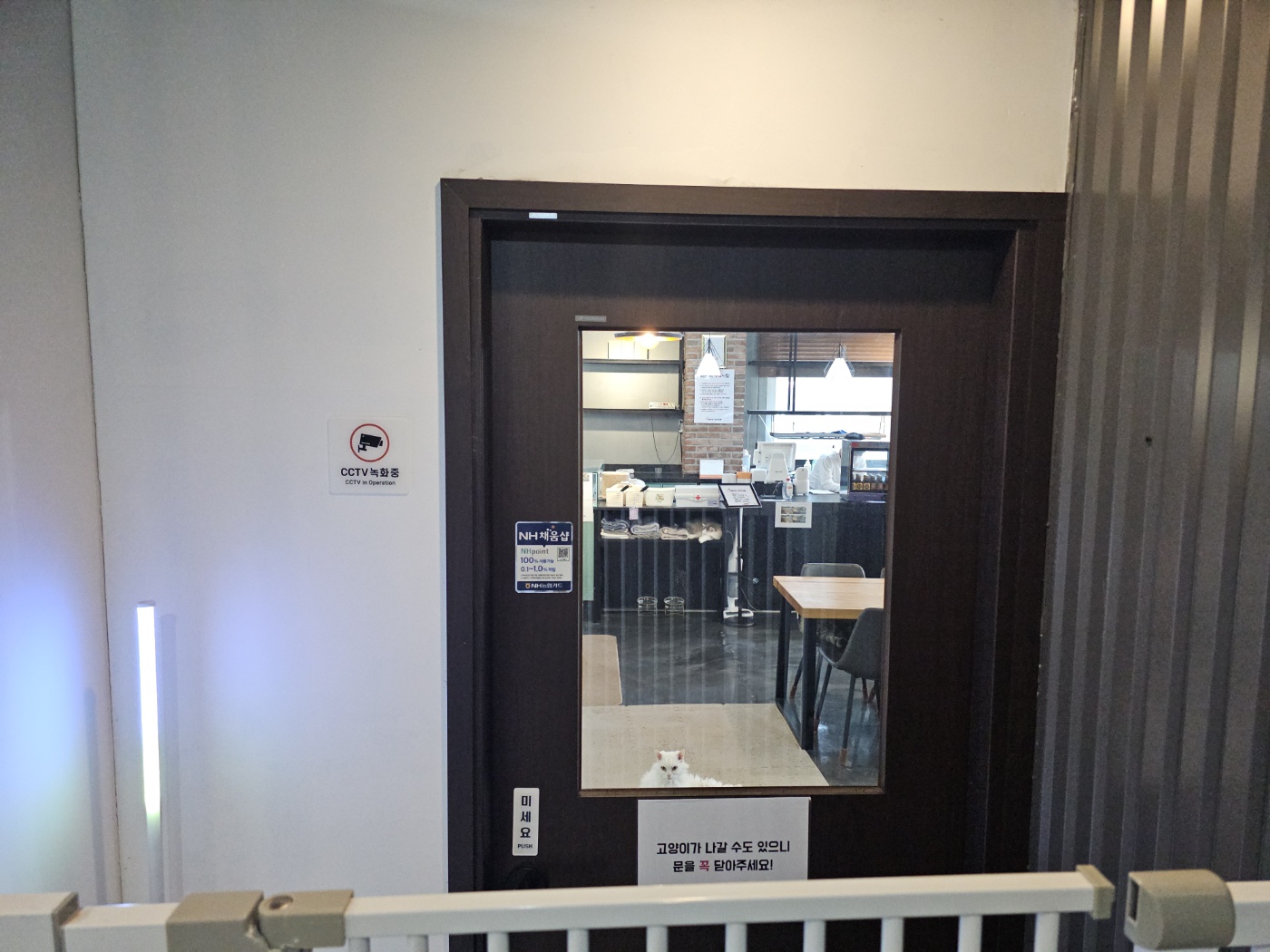 야옹이네 고양이 카페