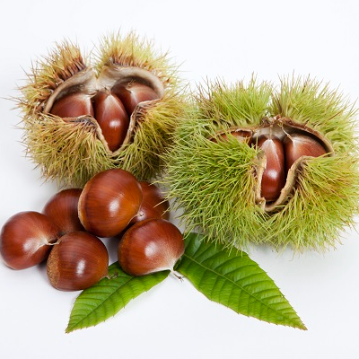 밤 효능 및 부작용