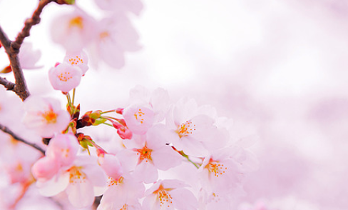 진해군항제 벚꽃 축제