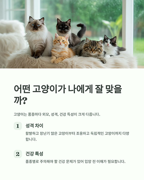 고양이, 종류별로 이렇게 달라요! 외모.성격.건강 총정리