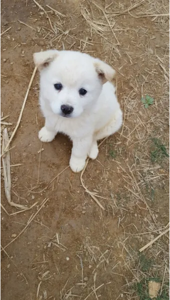 새끼강아지무료분양 멍멍이 가족 맞이 꿀팁_20
