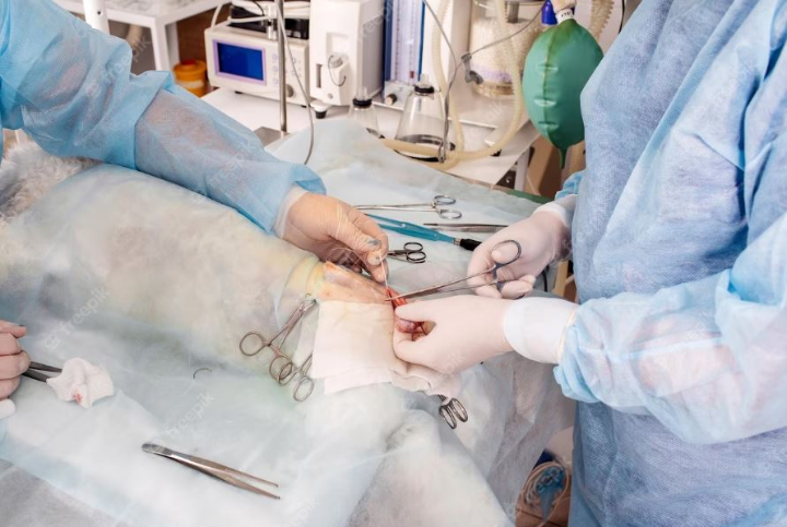 강아지 자궁축농증 수술