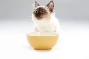 고양이 먹을수있는 고기, 효능_32