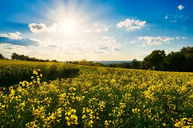 서래섬 유채꽃 축제 2025 서울 봄꽃 명소_8