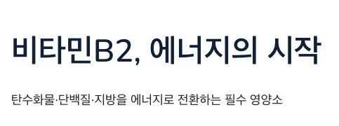 비타민B2 에너지 시작