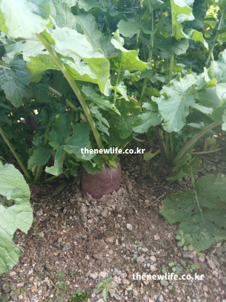 자색무 효능인 혈관 건강 개선과 칼륨 섭취에 도움이 되는 실제 자색무 재배 사진