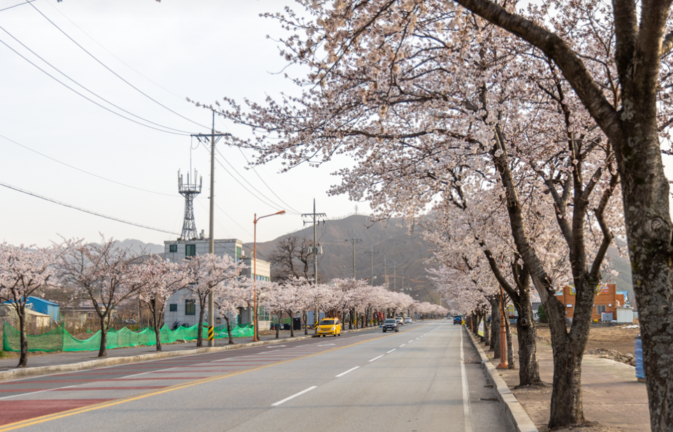 옥계면 현내리 벚꽃