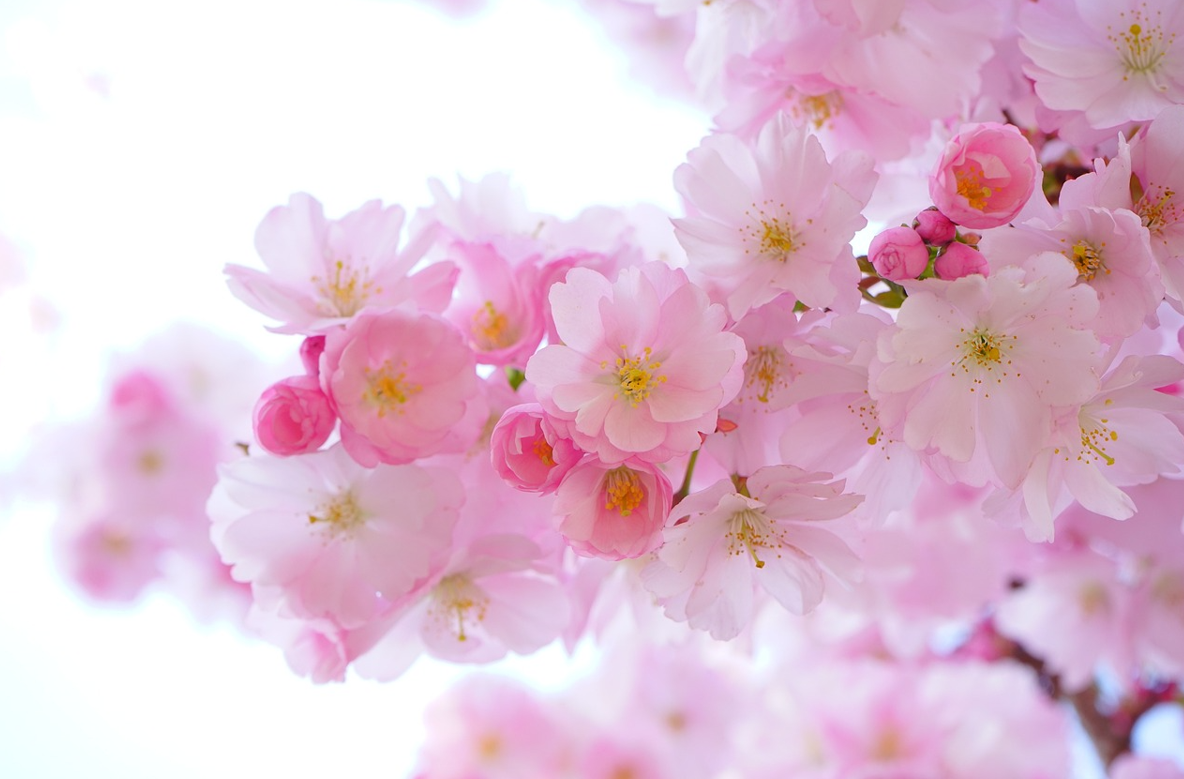 광복절 나비부인 KBS 방영논란