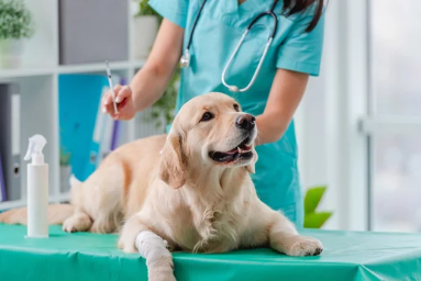 아픈 강아지 사진/출처:어도비스톡