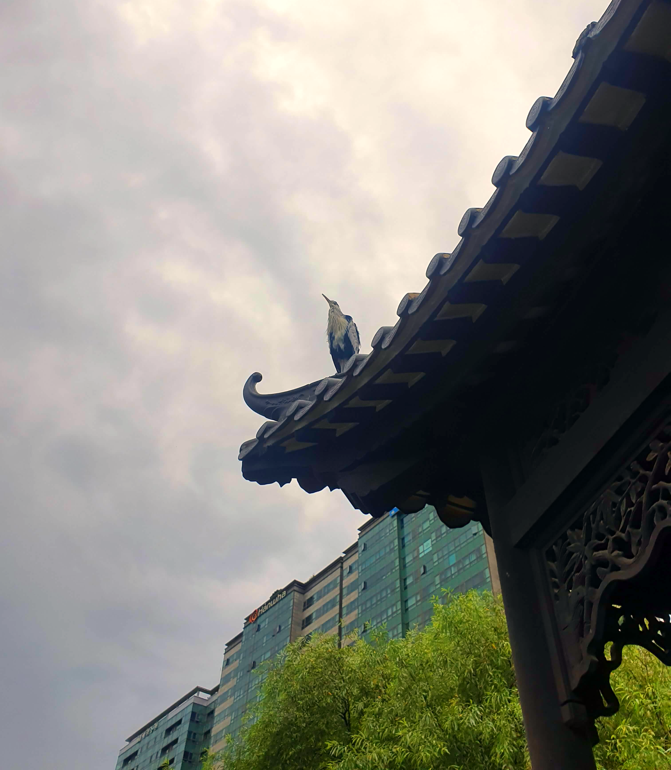 월화원 지붕에 학