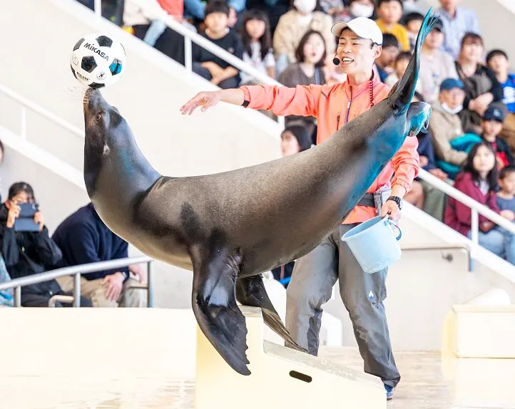 후쿠오카-마린월드-우미노나카미치-수족관-바다사자쇼-관람