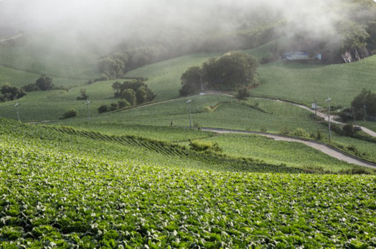 익산 김치 택배 주문 방법