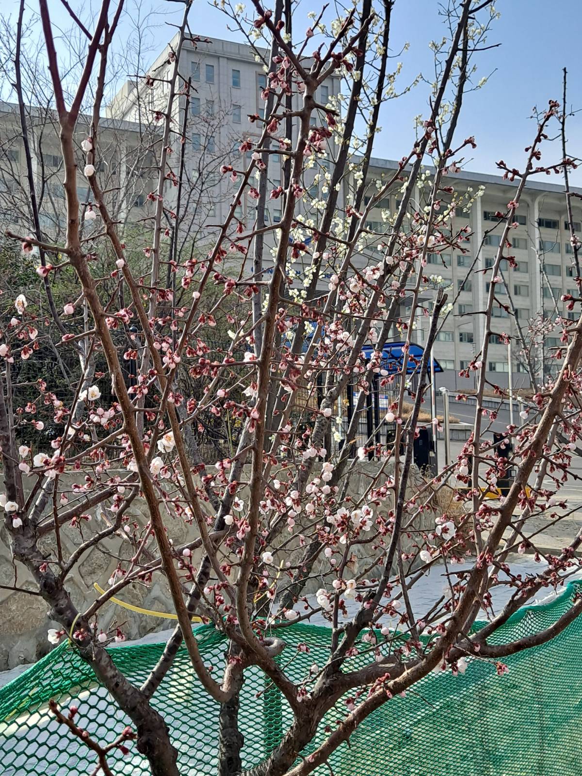 청운대 앞 매화나무