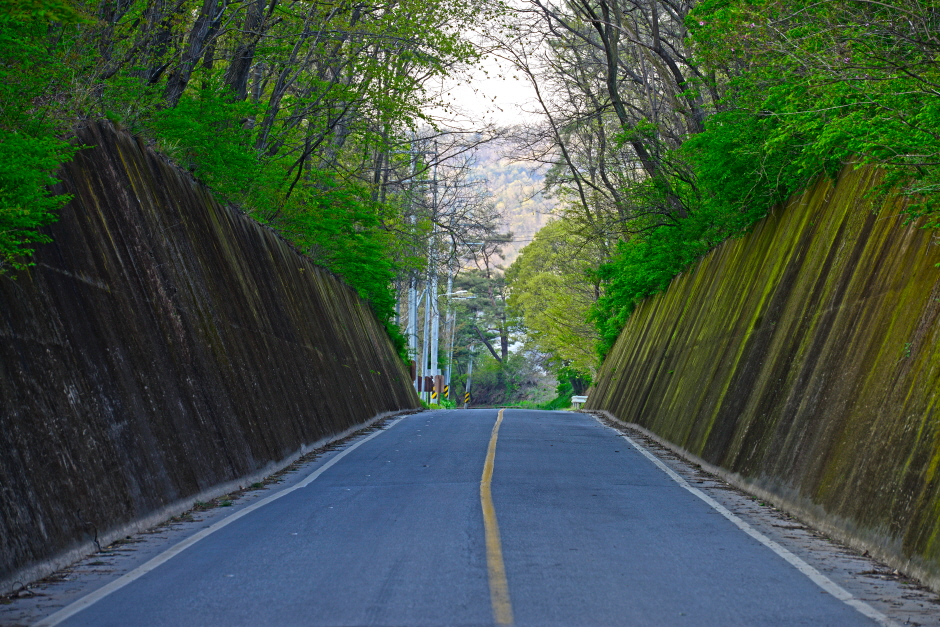 단양 이끼터널