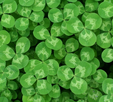 가을에 피는 꽃 토끼풀