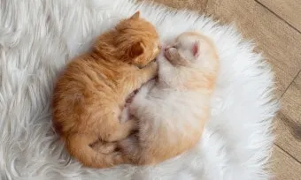 고양이 출산 임박증상 음식 중성화 발정_8