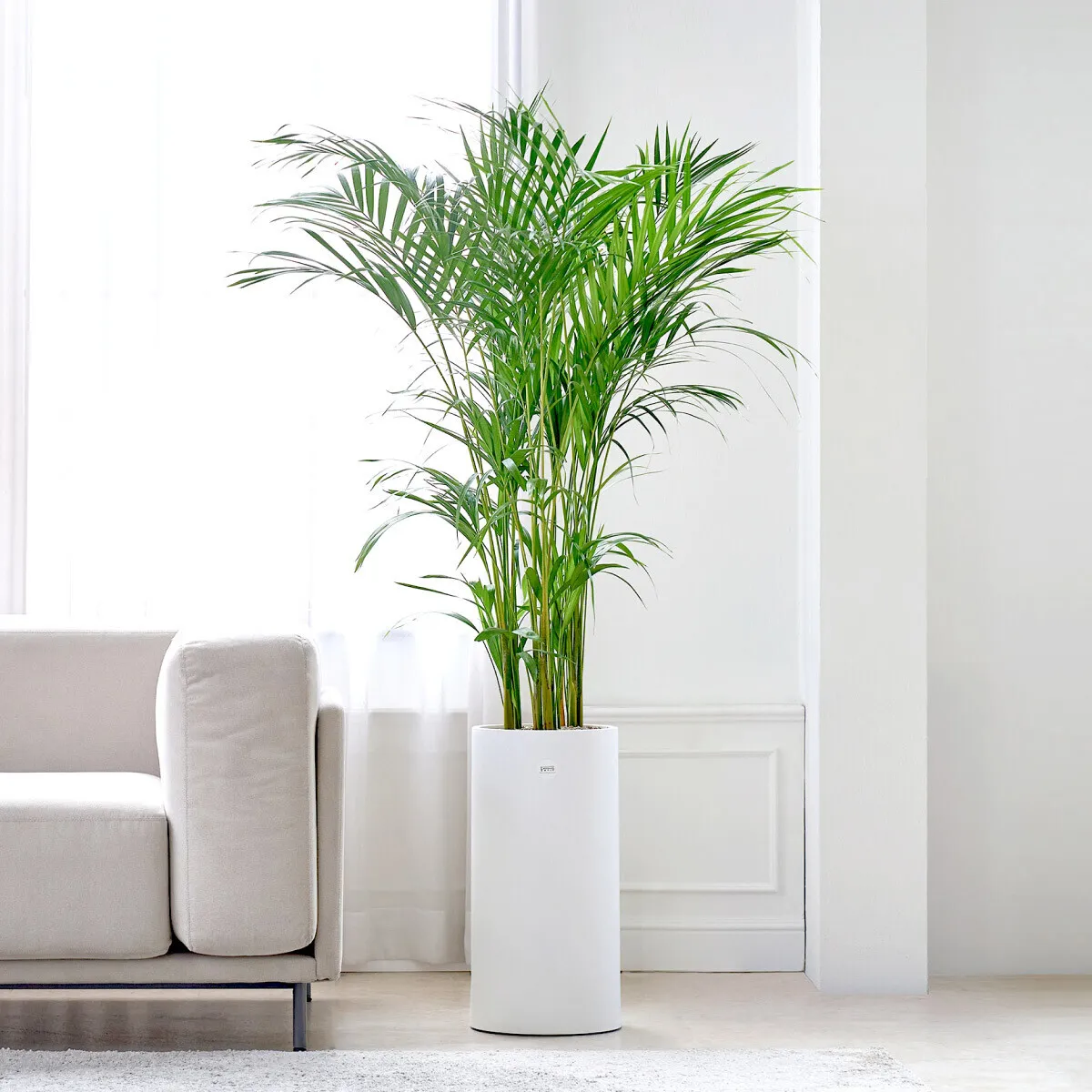 &amp;quot;아레카야자