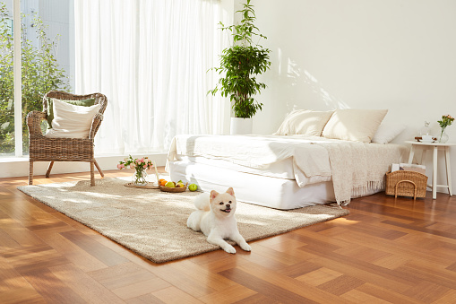 강아지-분양-사이트