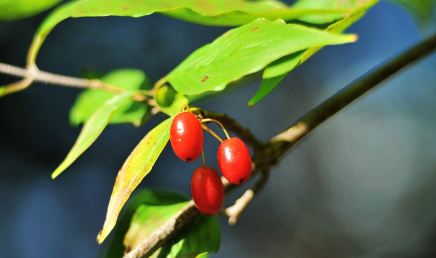 산수유(山茱萸) 심화 가이드 관련 사진