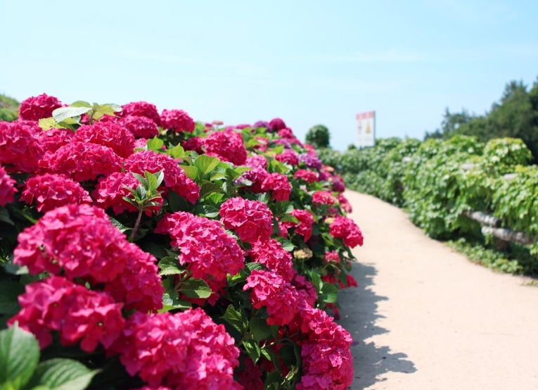 남해 다랭이마을 수국길