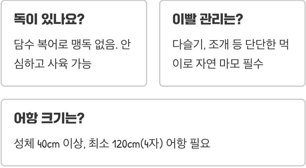 주인 알아보는 물강아지, 파하카복어가 최고의 반려동물인 이유