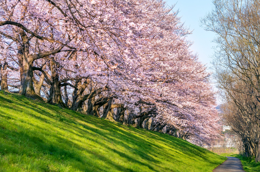 ๋ฒ๊ฝ๊ธธ ๊ด๋ จ ์ด๋ฏธ์ง