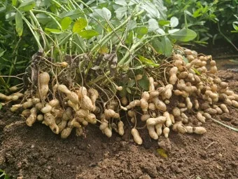 땅콩 심는 시기 수확시기 모종 파종_3