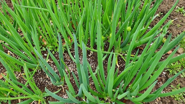 움파 효능 완전 정리