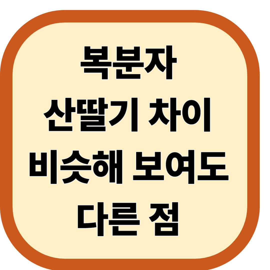 복분자 산딸기 차이
