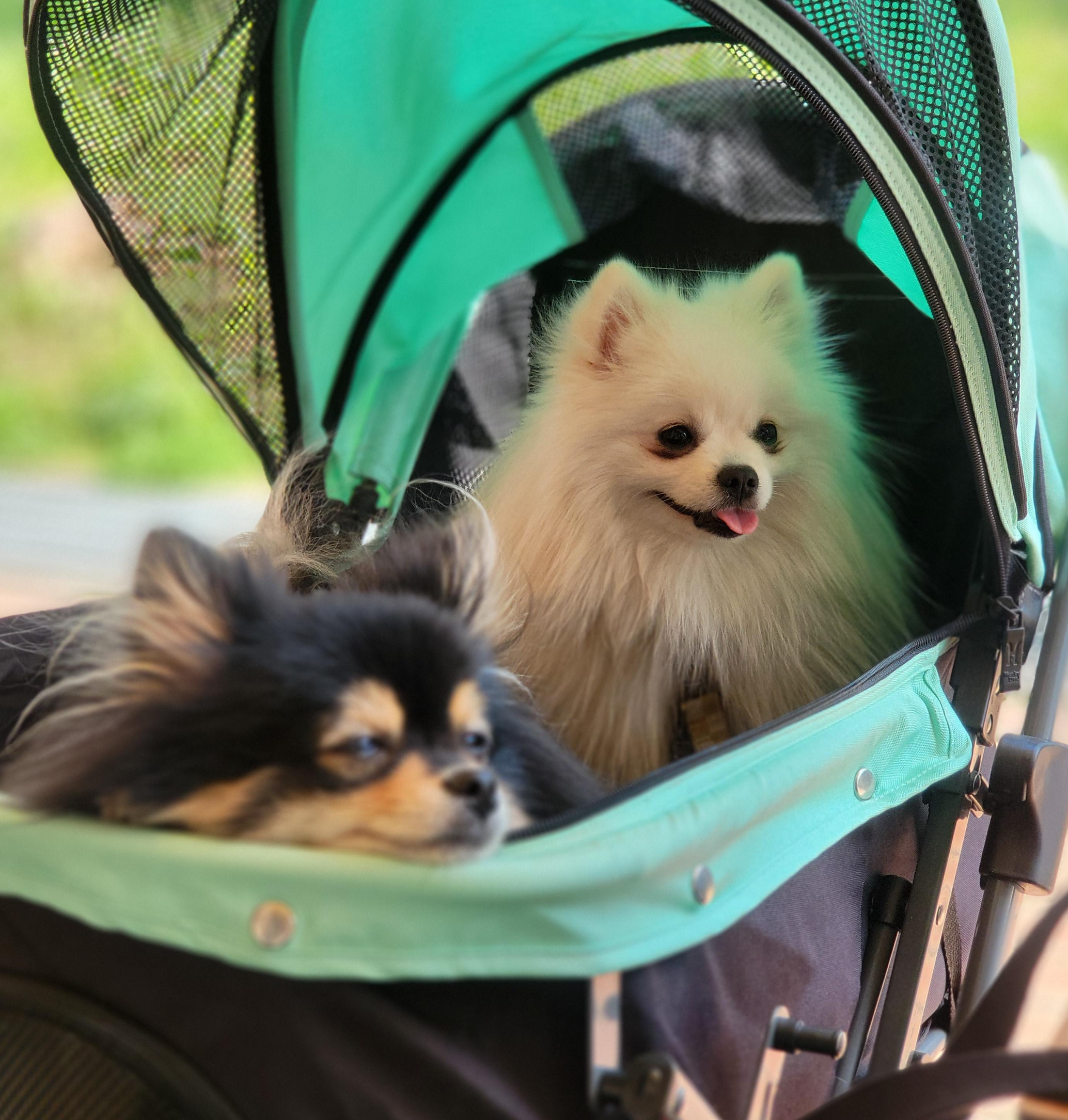 행복하게 산책 중인 하콩&달콩