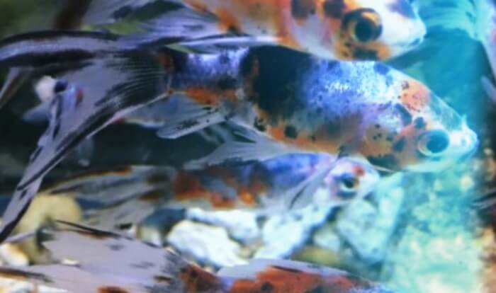 검은-반점이있는-금붕어