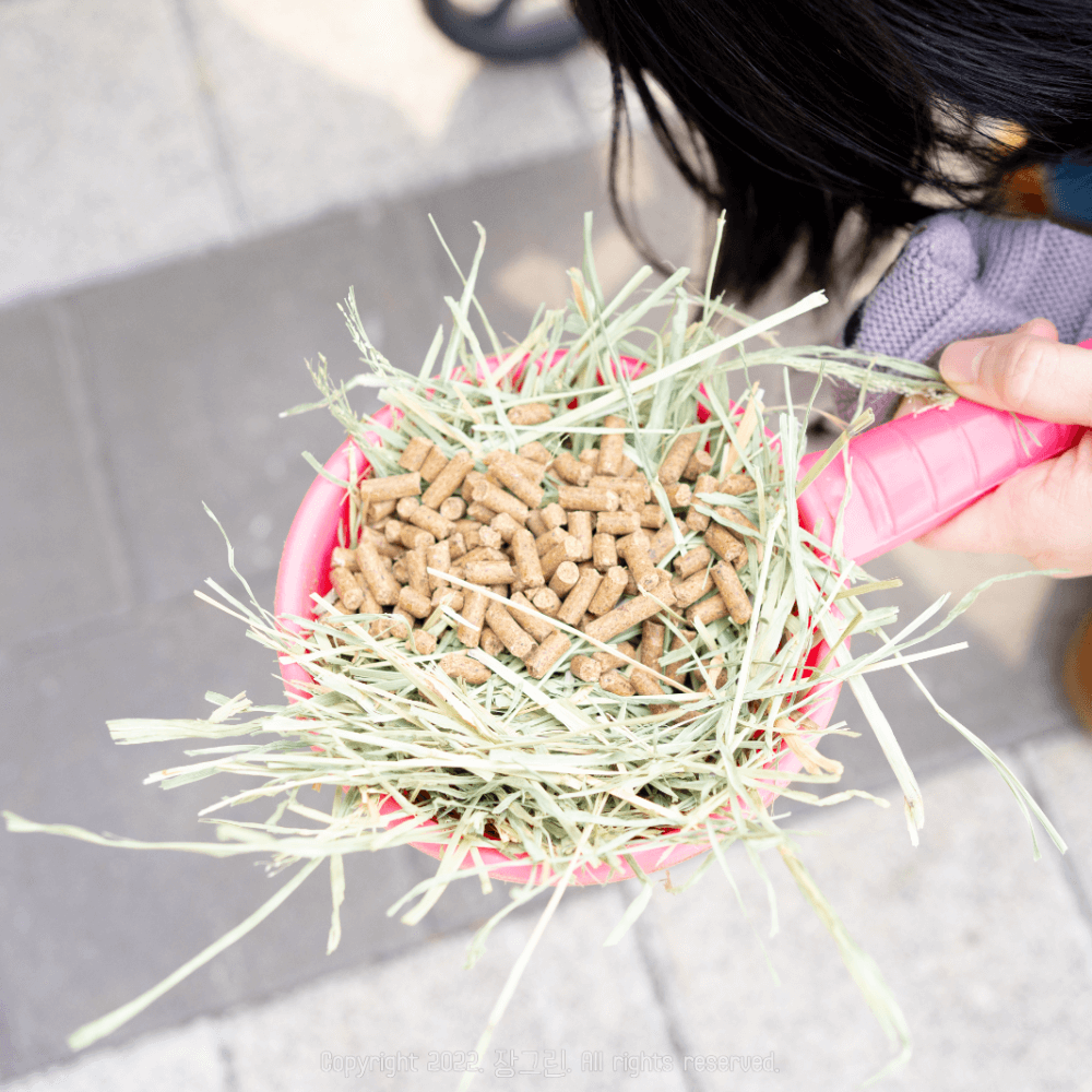 양-먹이주기-체험