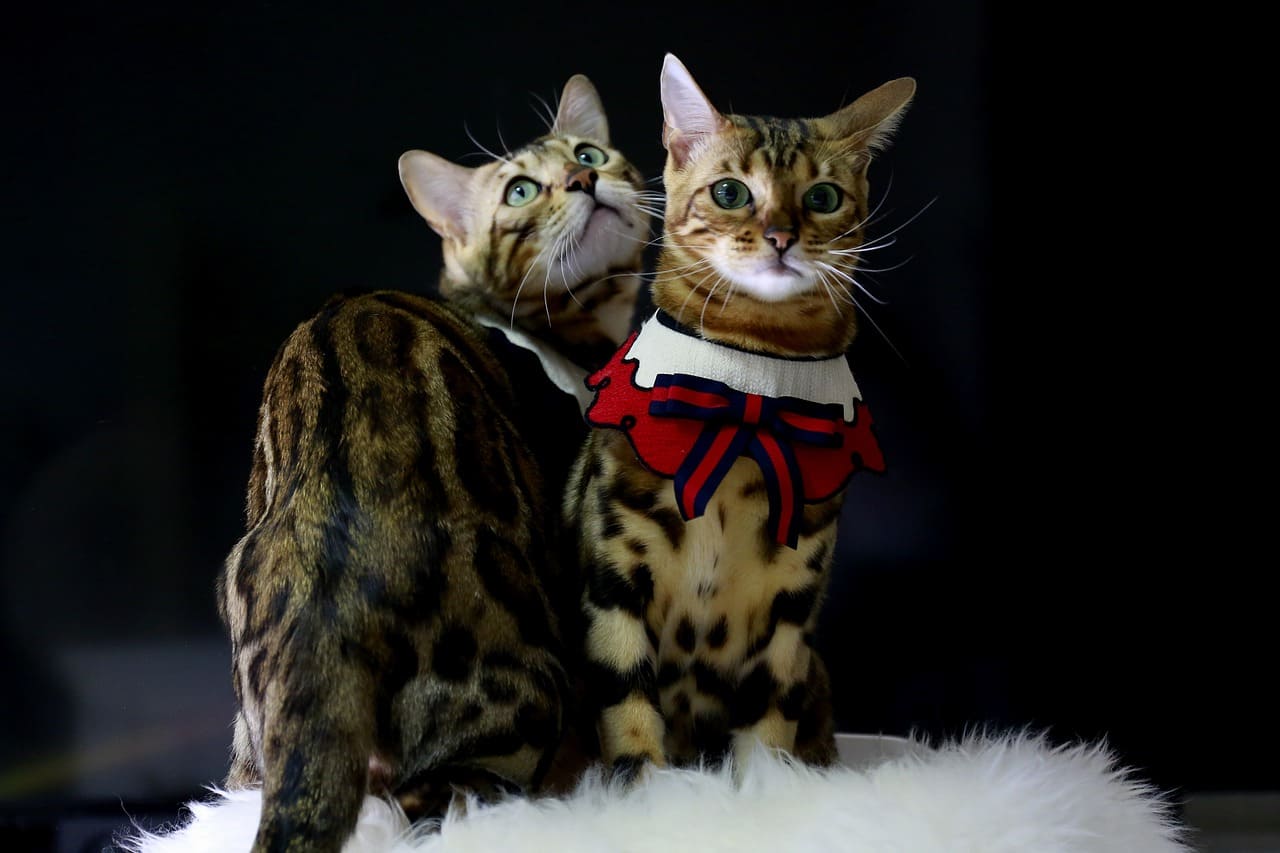 고양이 비염 및 부비동염의 주요 증상