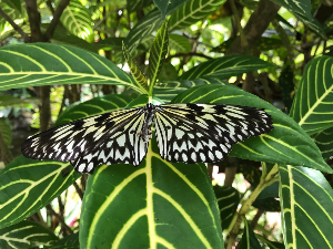 보홀 여행 추천 칸올린 나비 보호구역