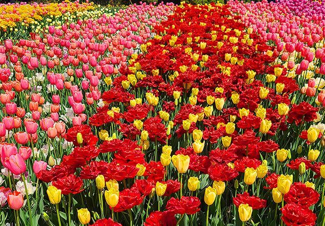 태안 튤립축제 기간&amp;#44; 입장료&amp;#44; 주차장