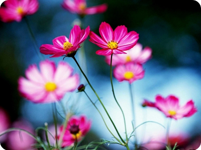 벽초지수목원 가을국화축제 코스모스 이미지/ 출처: 벽초지수목원 홈페이지