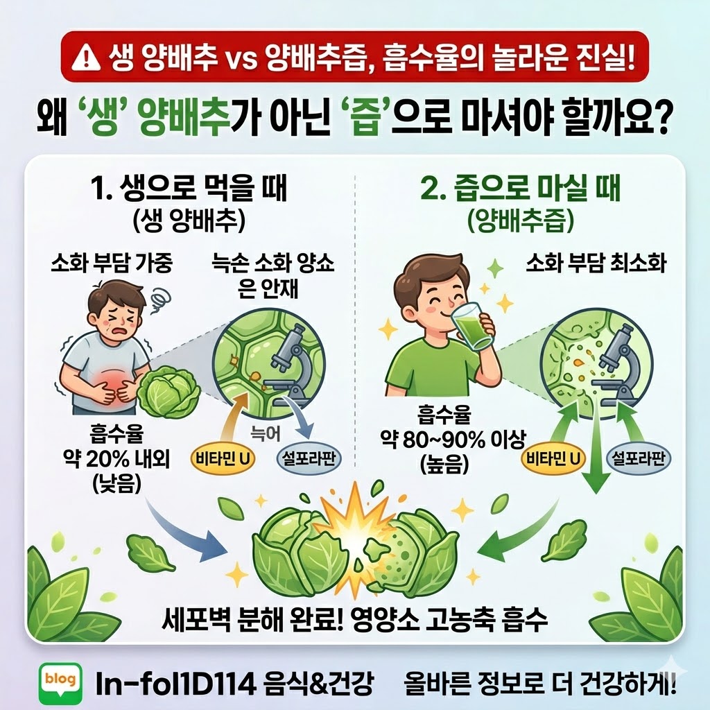 양배추즙의 효능