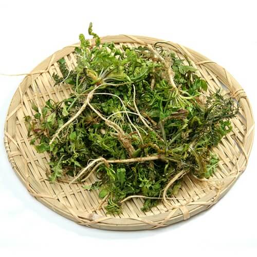 봄나물 종류와 효능 BEST6